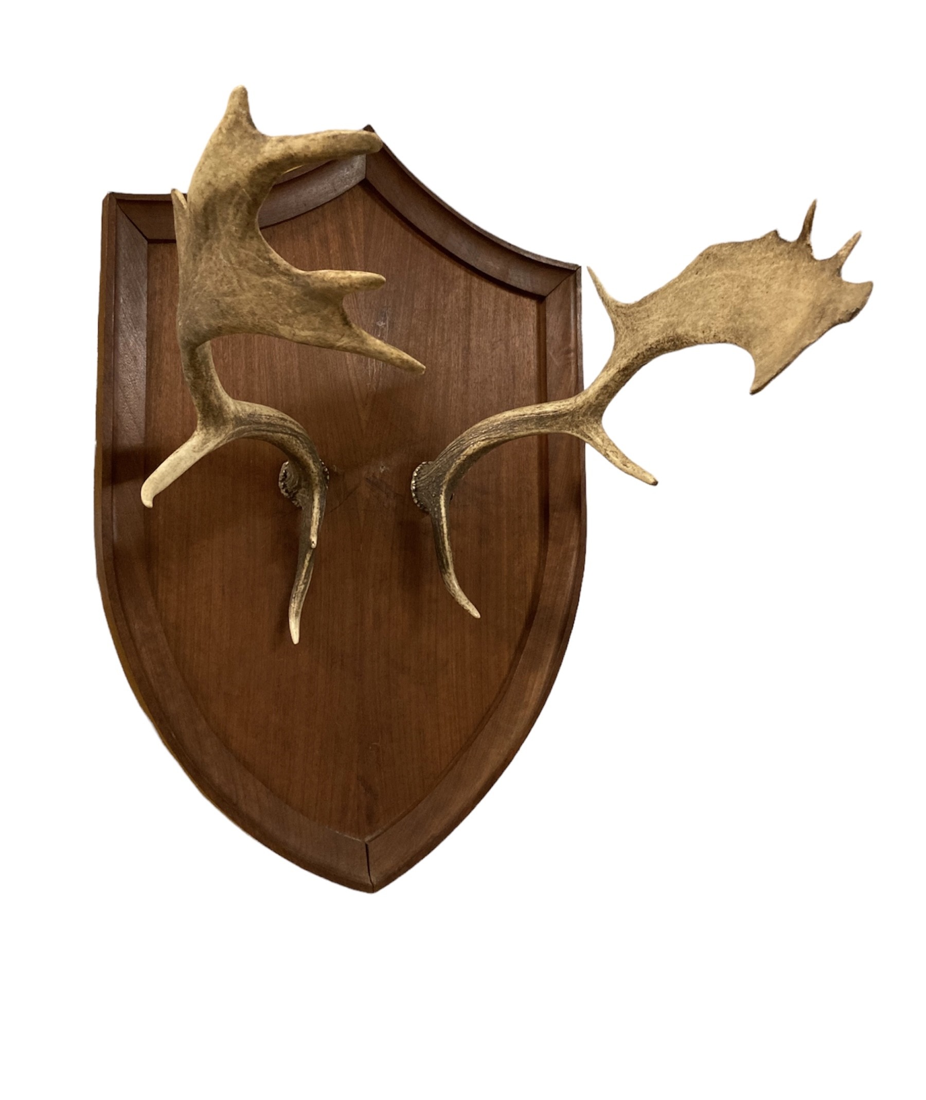 HUNTING TROPHY