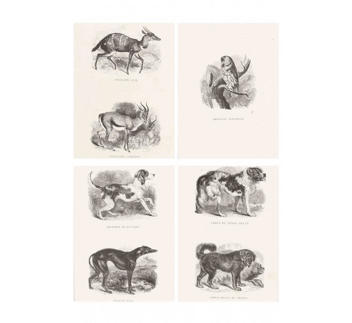 4 gravuras de animais, séc. XIX/XX